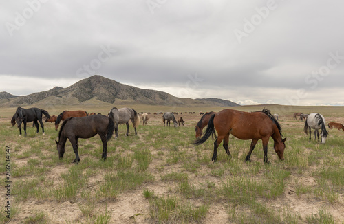 Herd of Wild Horses in Utah © natureguy