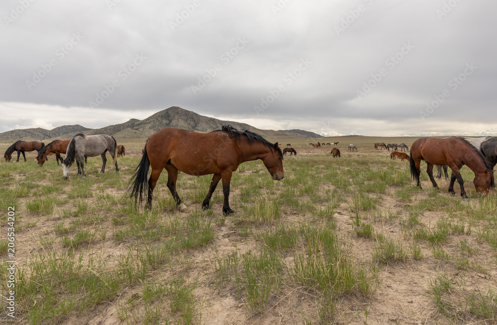 Herd of Wild Horses in Utah