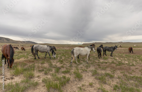 Herd of Wild Horses in Utah