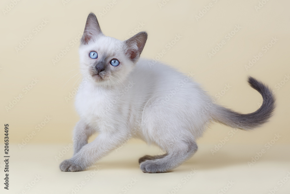 Blue-eyed cat on a beige background