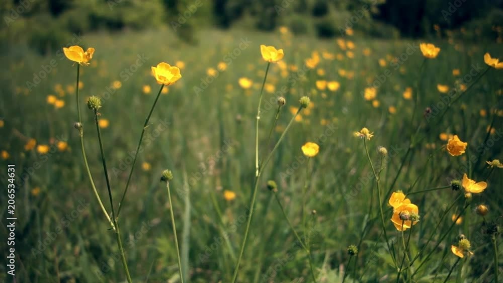 Steppe yellow flowers in summer day with blurred background Steppe yellow flowers in summer day with blurred background