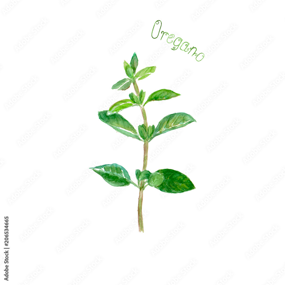 Oregano herb spice isolated on white background Oregano herb spice isolated on white background