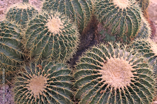 Fotografie cactus photo detail