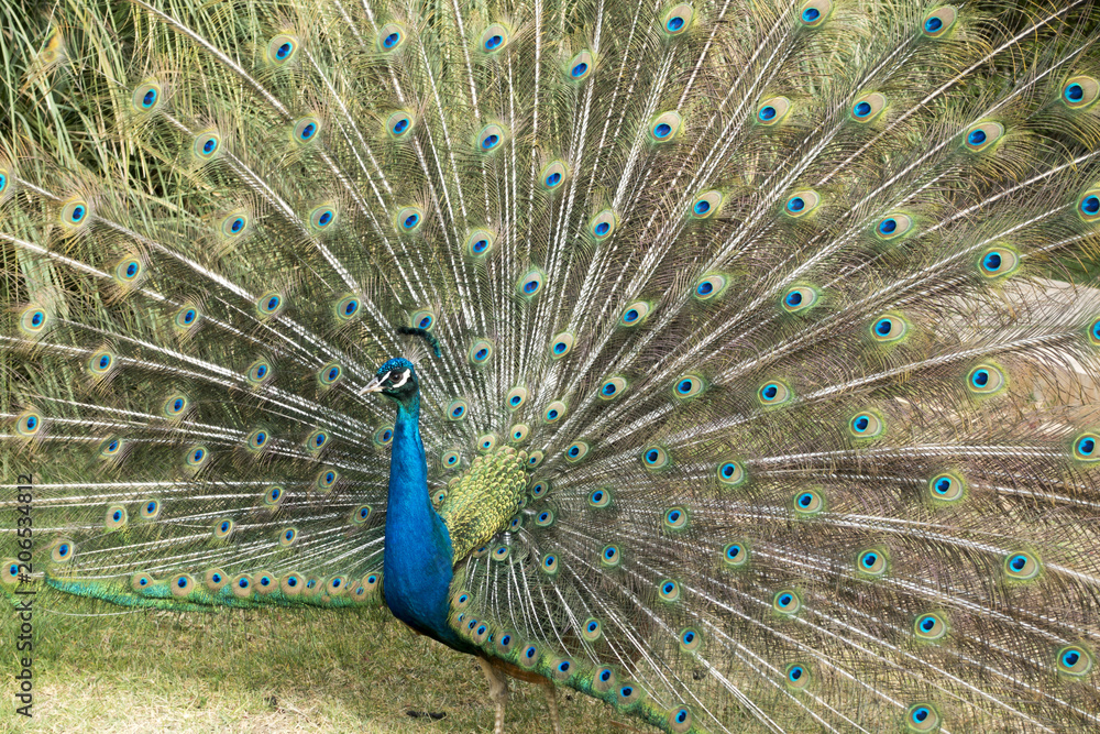 Fototapeta premium Peacock Spreading Tail