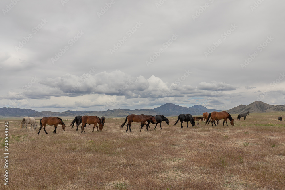 Herd of Wild Horses in Utah