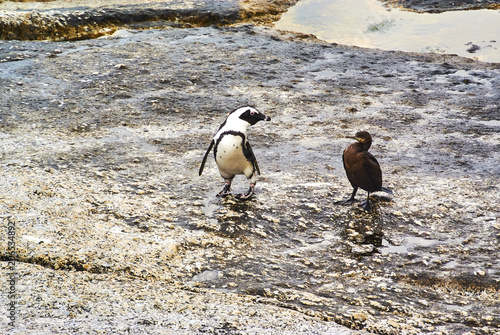 Penguins in boulder's beach cape-town south-africa with seaside and moutain view