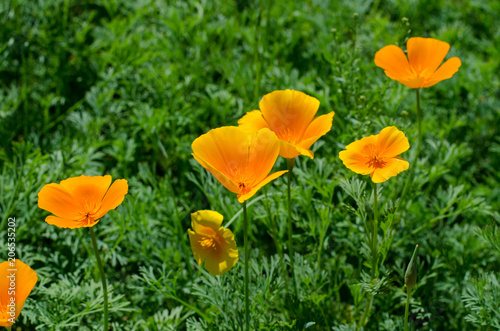 eschscholzia californica subsp. mexicana