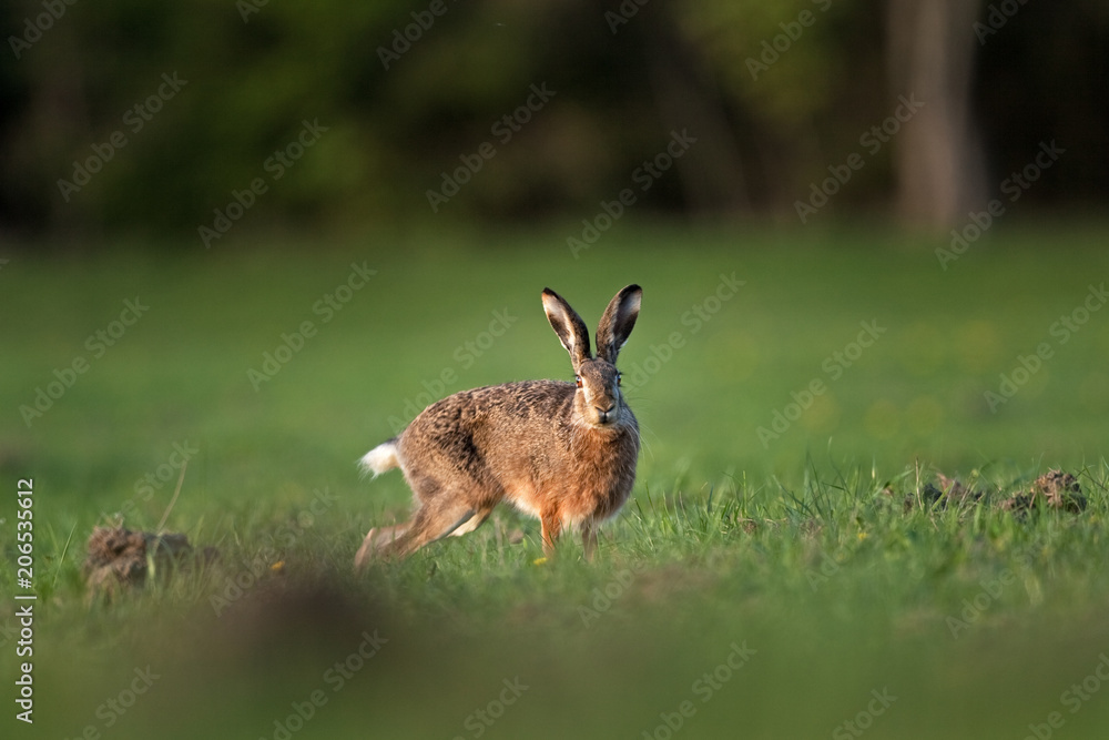 Naklejka premium European hare, lepus europaeus
