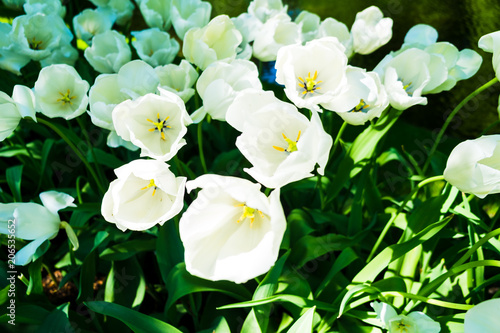 Tulpen im Garten