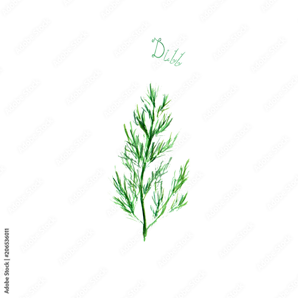 Fototapeta premium Dill herb spice isolated on white background