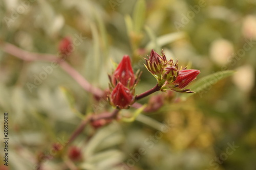 Broto de flor de hibisco vermelho em fundo verde desfocado