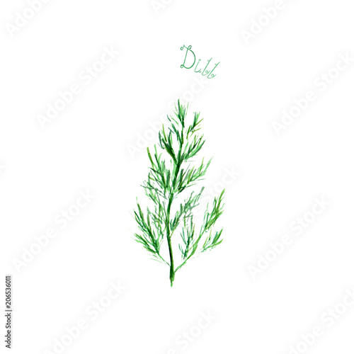 Dill herb spice isolated on white background