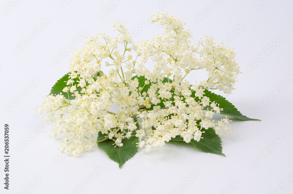 Holunderblüten Stock-Foto | Adobe Stock