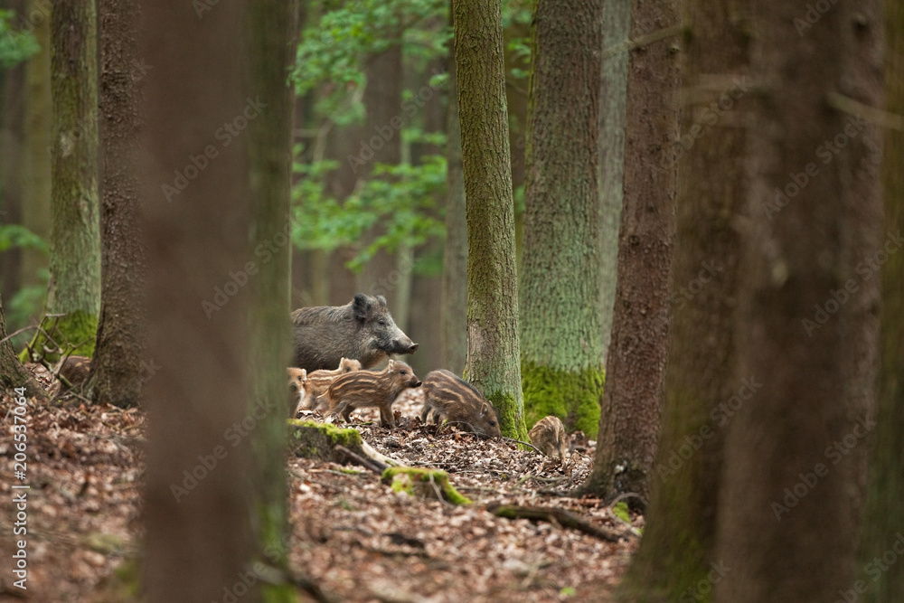wild boar, sus scrofa wild boar, sus scrofa