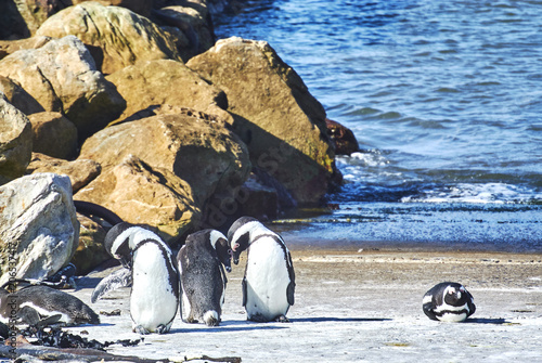 Penguins colony in stony point nature reserve betty's bay Boland Mountain Complex, Western Cape