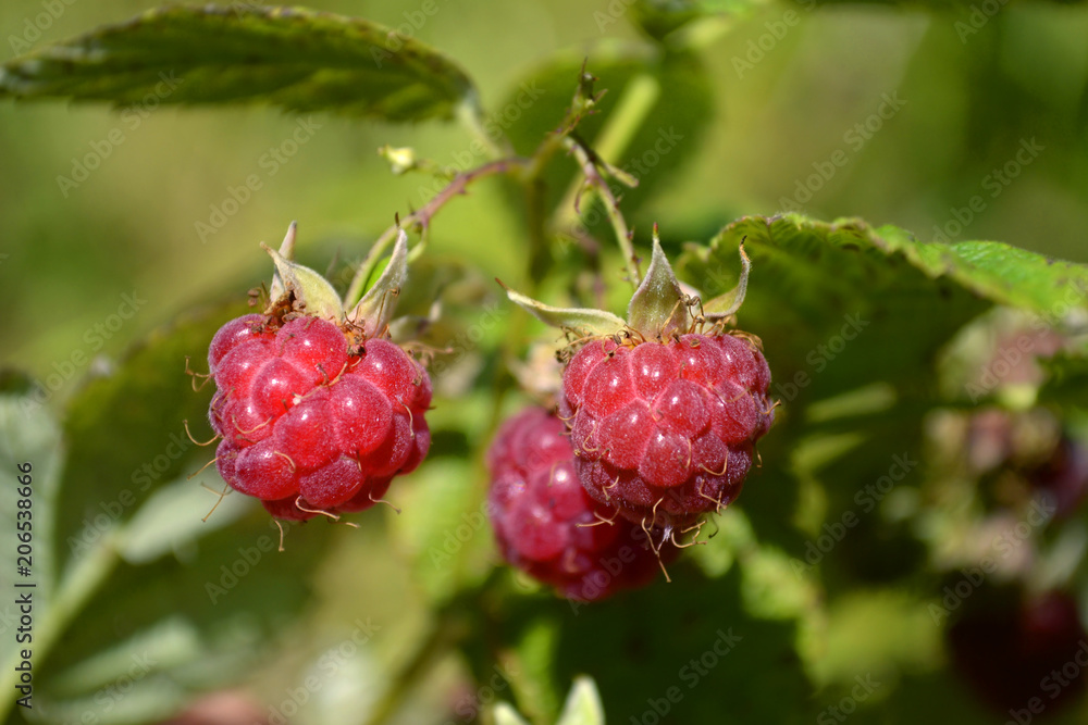 Three fresh ripe raspberries on the branch. Close up, blurred background Three fresh ripe raspberries on the branch. Close up, blurred background