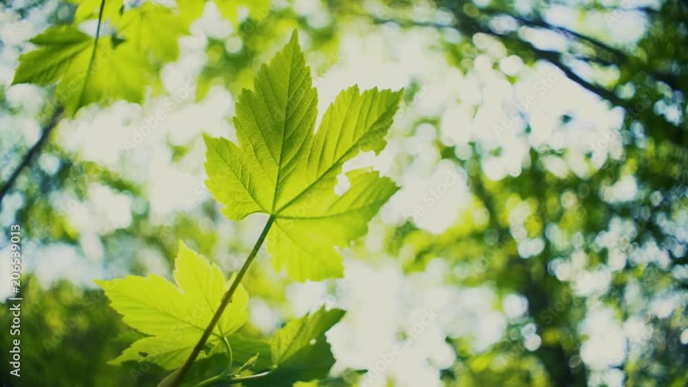 leaf in the spring forest