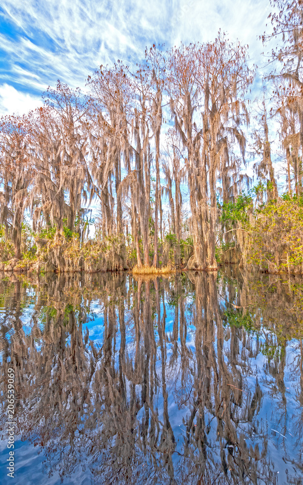 Fototapeta premium Reflections in the Calm Waters of a Freshwater Swamp