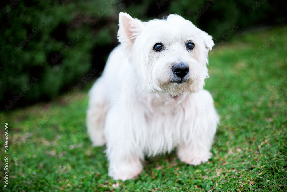 Cute West Highland White Terrier Cute West Highland White Terrier