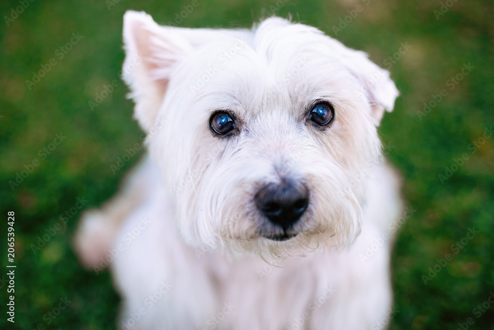 Cute West Highland White Terrier