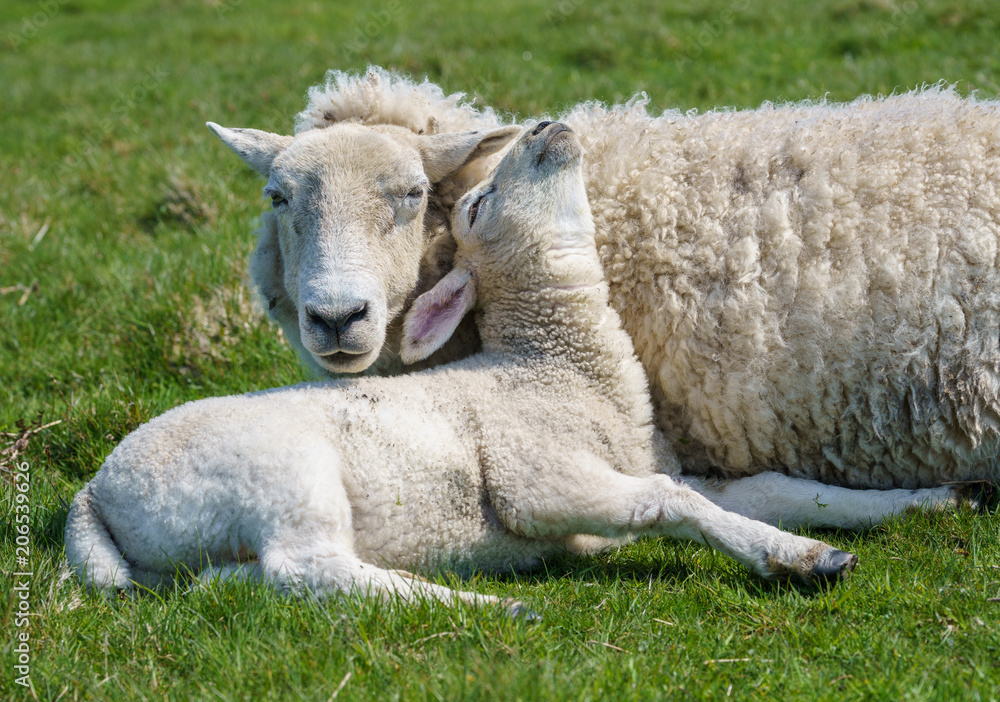 Single new born lamb with ewe relaxed on grass Single new born lamb with ewe relaxed on grass