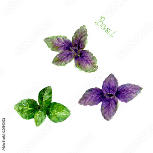 Basil leaves isolated on wh...