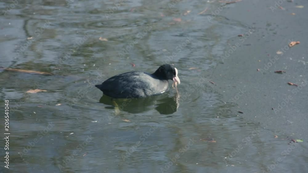 Coot eating in a frozen lake in England Coot eating in a frozen lake in England