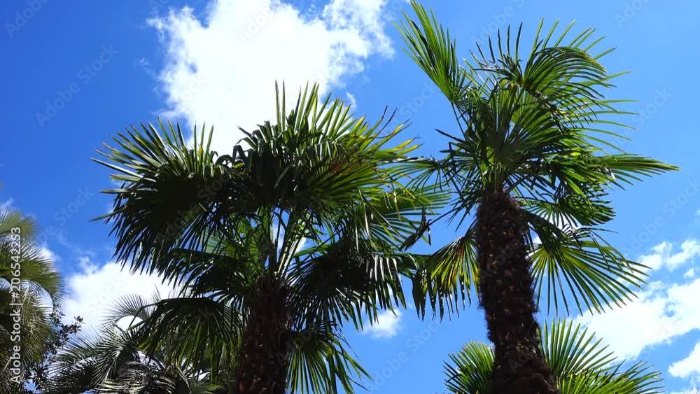 Palm trees against the background of the sky. Palm trees against the background of the sky.