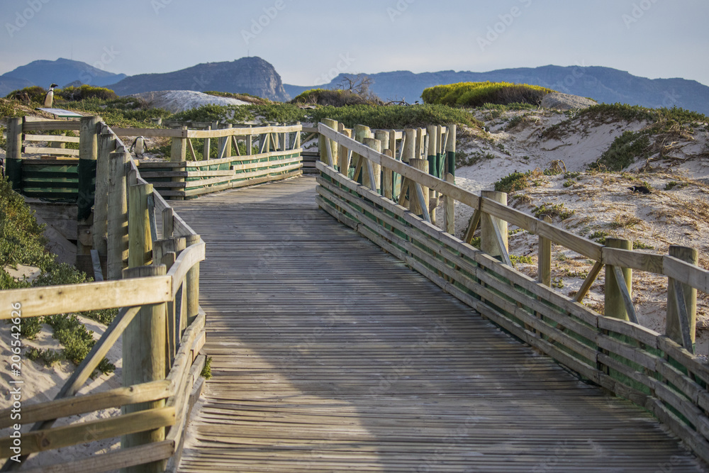 African Penguin colony around walkway at Sunrise on Boulders Beach, Cape Town, South Africa.