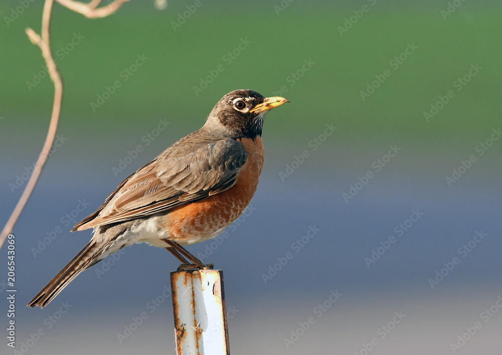 American Robin on fence with worm American Robin on fence with worm