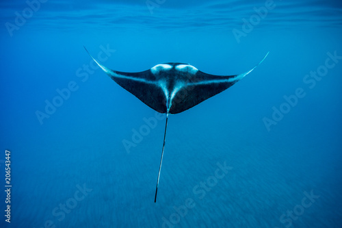 Manta ray swimming in ocean