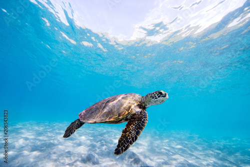 Turtle swimming in ocean