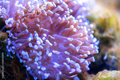 Small colorful polyp