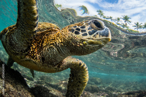 Turtle swimming in ocean