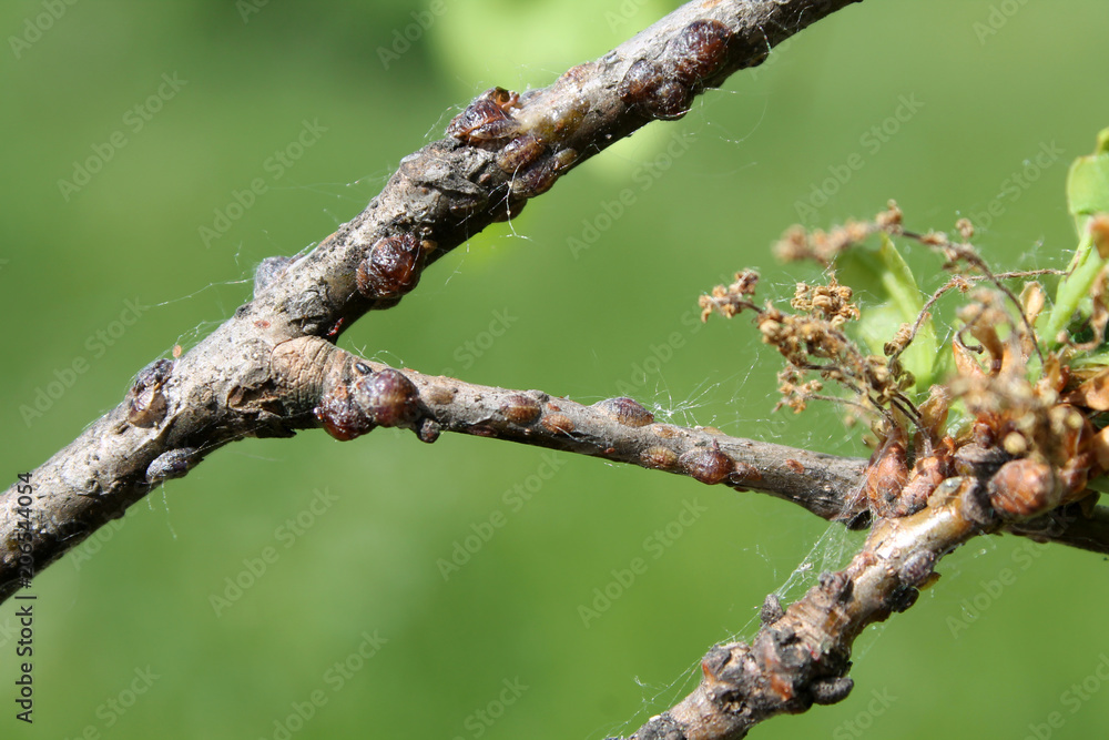 Oak soft scale or Parthenolecanium rufulum on oak (Quercus robur) branches Oak soft scale or Parthenolecanium rufulum on oak (Quercus robur) branches