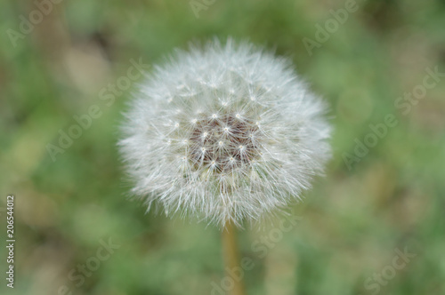 Macro photo of a dandelion puff on a green background 