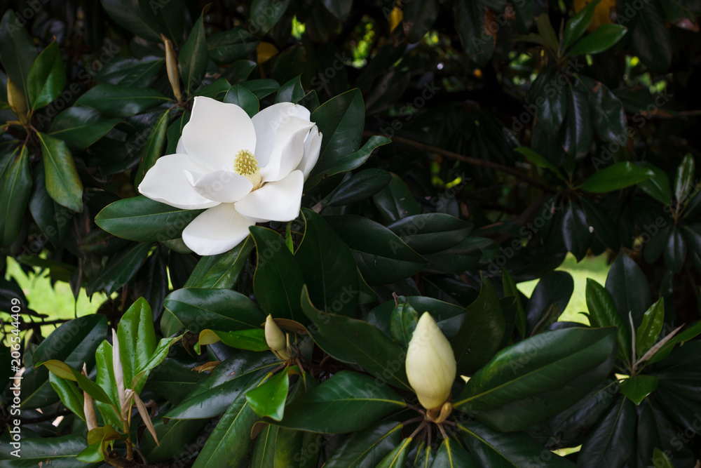 Flower of the Magnolia grandiflora, the Southern magnolia or bull bay, tree  of the family Magnoliaceae foto de Stock | Adobe Stock