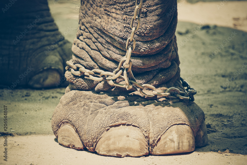 Fototapeta premium Chained elephant foot