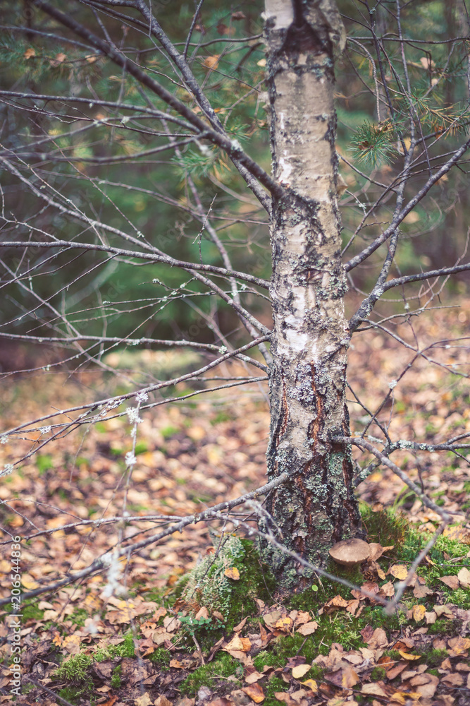 Obraz premium Birch in the forest