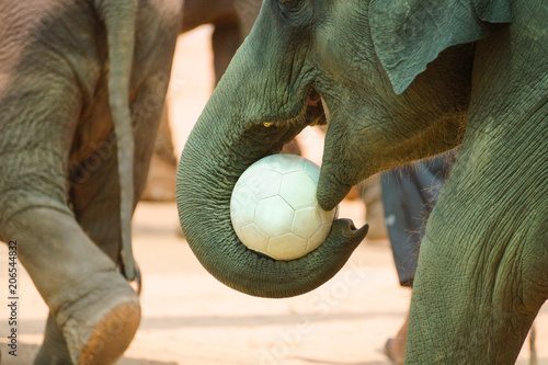 Elephant using its trunk to hold a football