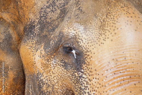 Closeup of Asiatic male elephant eye with tear