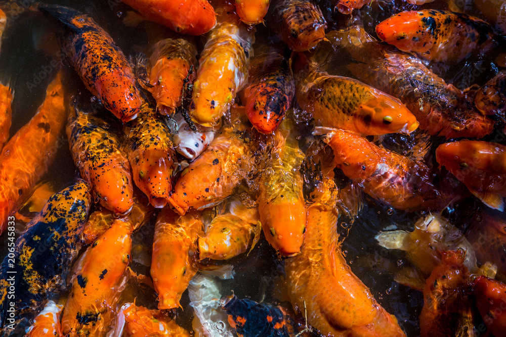 a school of Japanese koi fish in an outdoor pond. a school of Japanese koi fish in an outdoor pond.