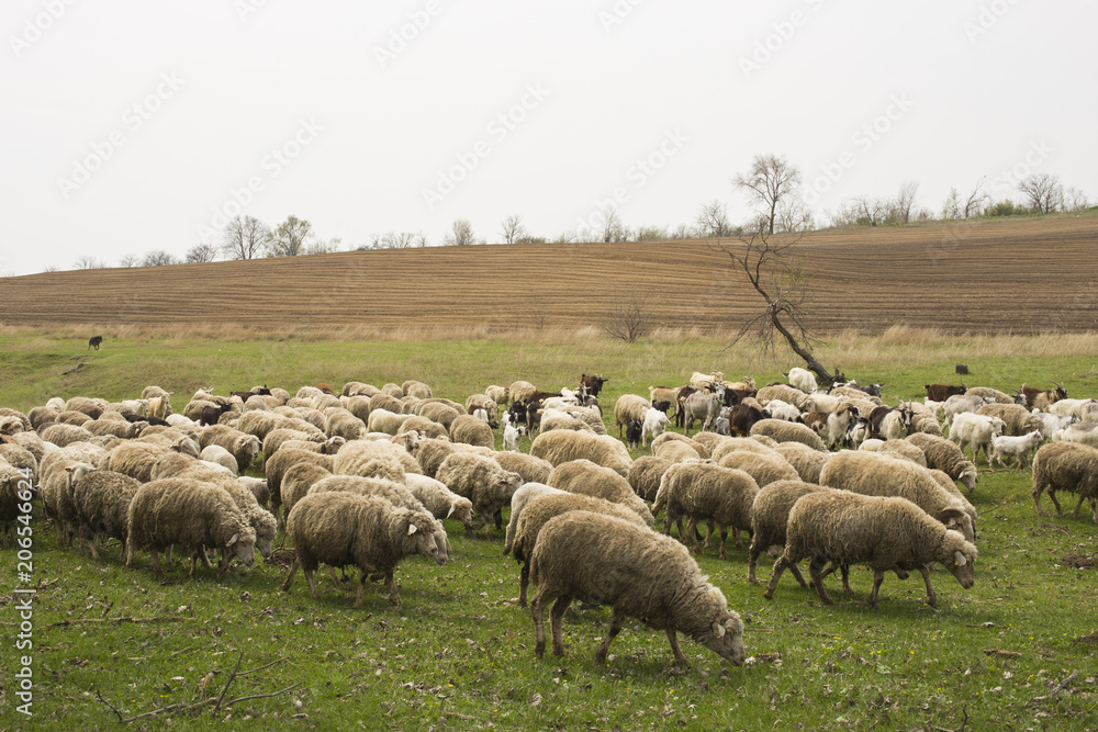 Fototapeta premium A herd of goats and sheep. Animals graze in the meadow. Mountain pastures of Europe.