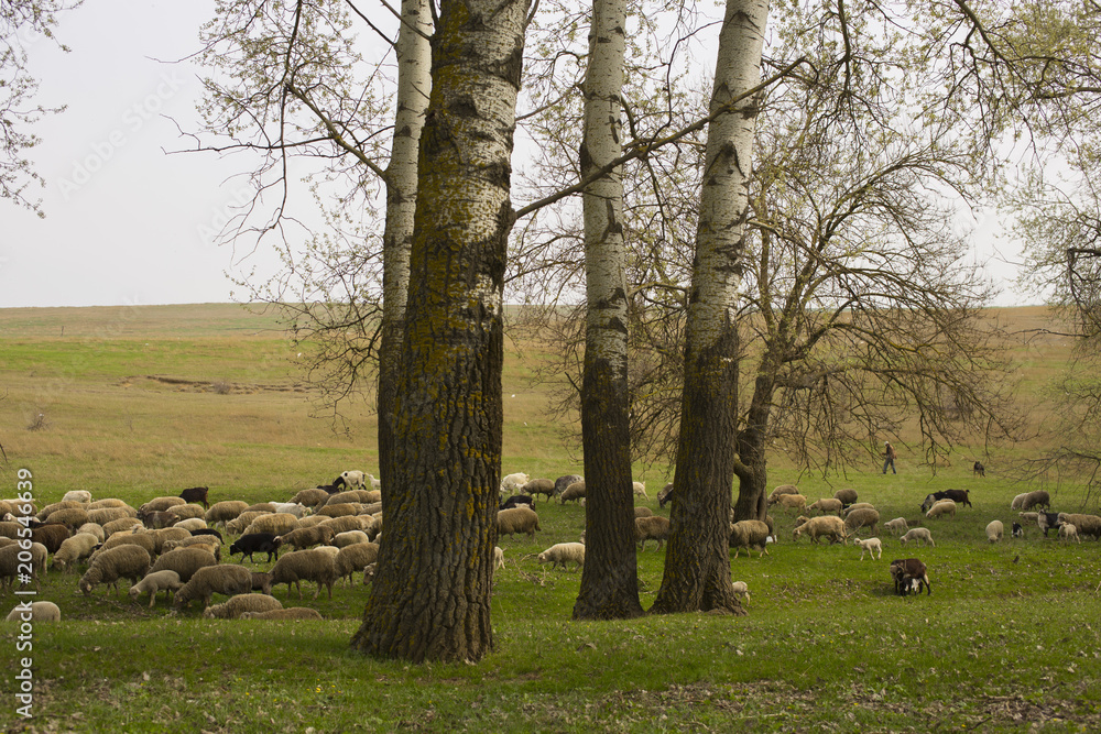A herd of goats and sheep. Animals graze in the meadow. Mountain pastures of Europe. A herd of goats and sheep. Animals graze in the meadow. Mountain pastures of Europe.