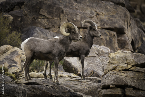 Ram and Ewe Bighorn Sheep Pair in Joshua Tree National Park