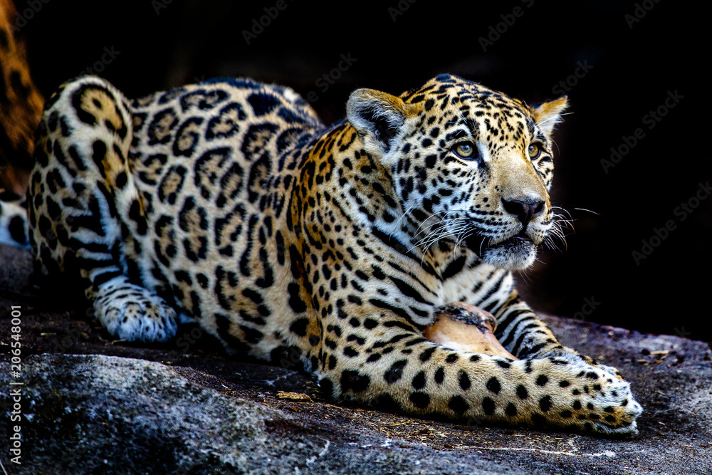 Obraz premium Jaguar with bone