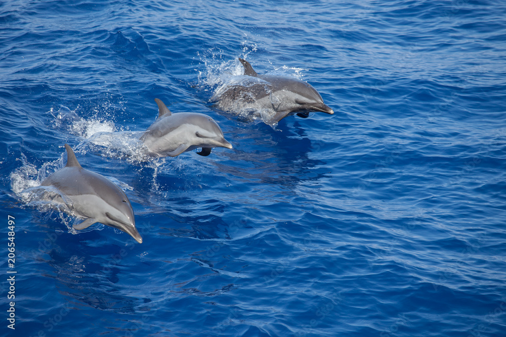 Naklejka premium Dolphins Leaping Out of the Water in Unison
