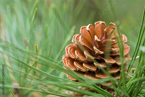 PINE CONE FROM PITCH PINE TREE - PINUS RIGIDA