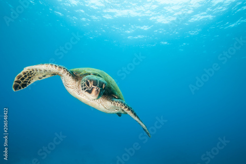 Sea Turtle Underwater in Tropical Clear Blue Ocean from Below