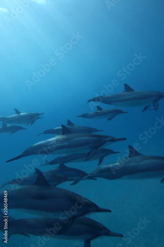 Pod of dolphins underwater